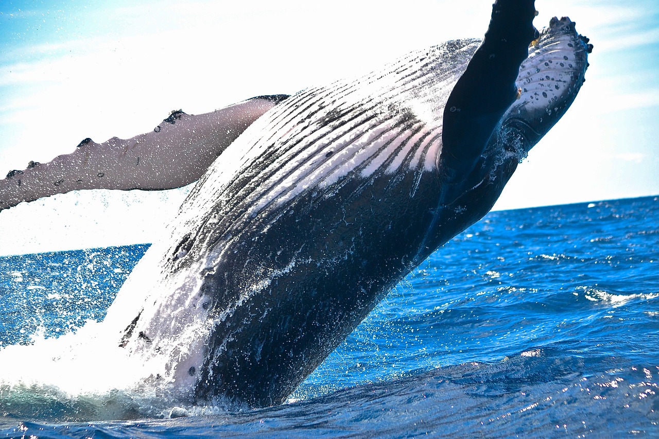 The Impact of Plastic Microbeads on Marine Life